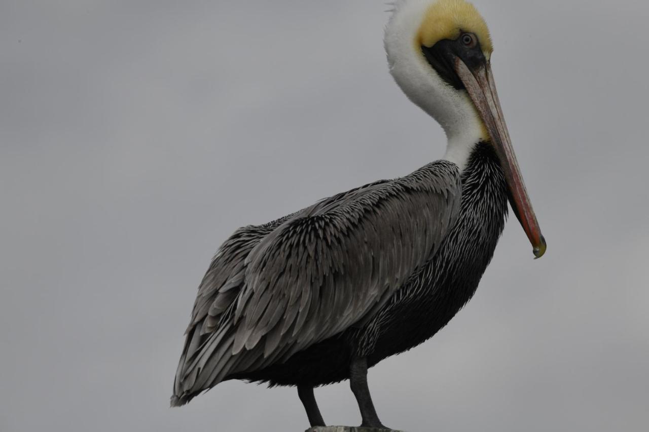 Turtle Bay Cocoa Beach